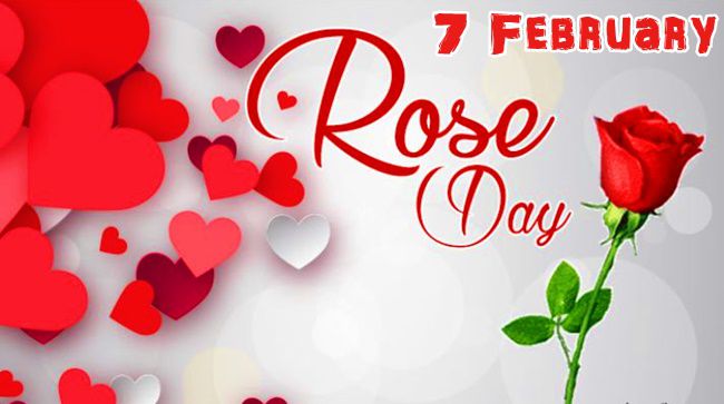 Rose Day 7 February
